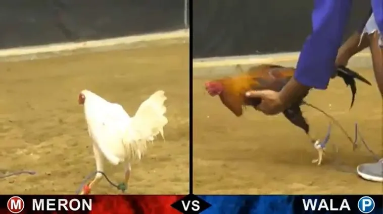 Bí Kíp Về Cách Chơi Đá Gà Sabong Tại LD789 Chi Tiết Nhất Năm Nay 2 Bí Kíp Về Cách Chơi Đá Gà Sabong Tại LD789 Chi Tiết Nhất Năm Nay